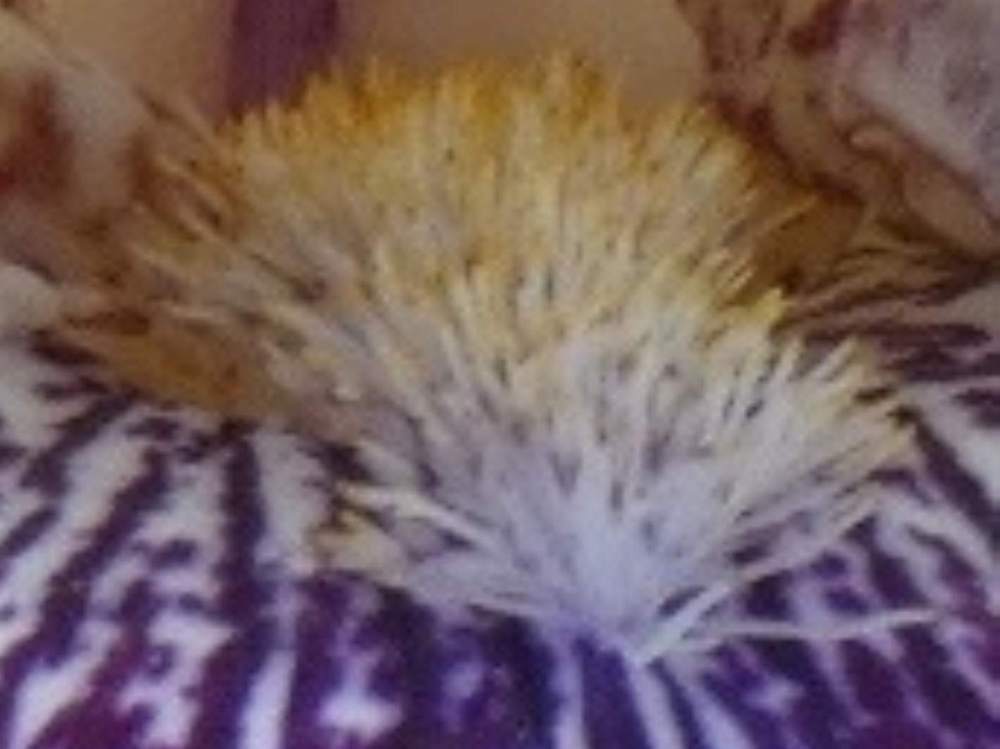 barbe de iridaceae iris barbu cv. 'gnus flash'