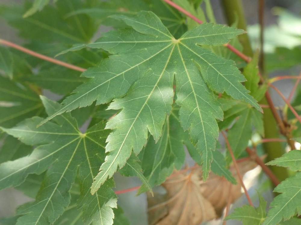 été de aceraceae acer palmatum cv. 'going green'
