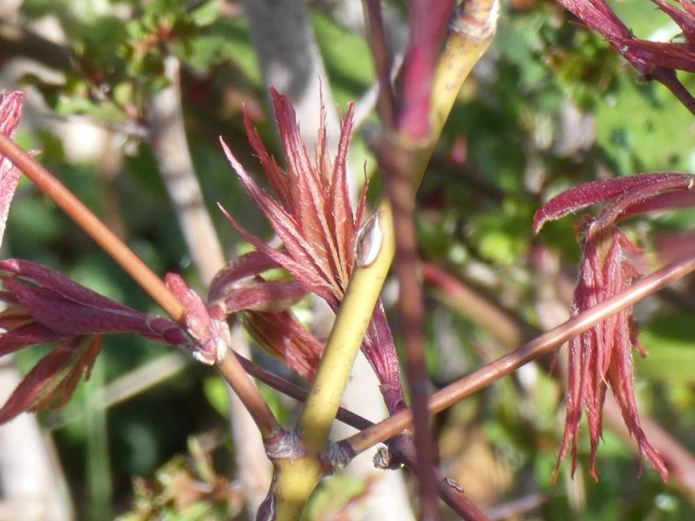 jeune bois de aceraceae acer palmatum ssp. amoenum cv. 'golden'