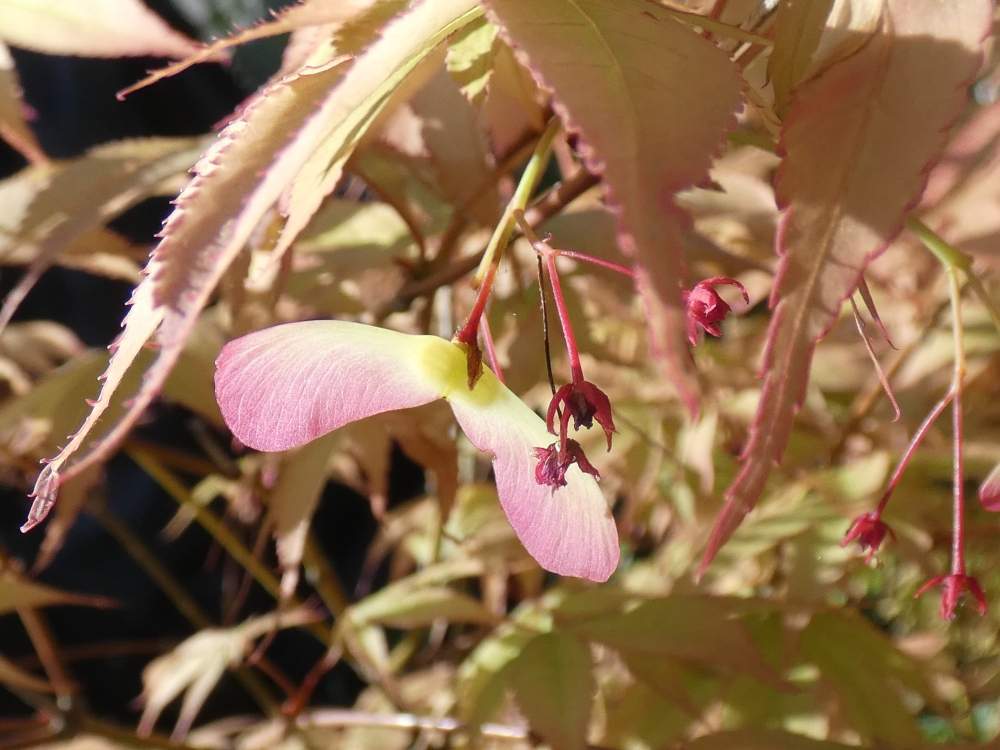 samare de aceraceae acer palmatum ssp. amoenum cv. 'golden'