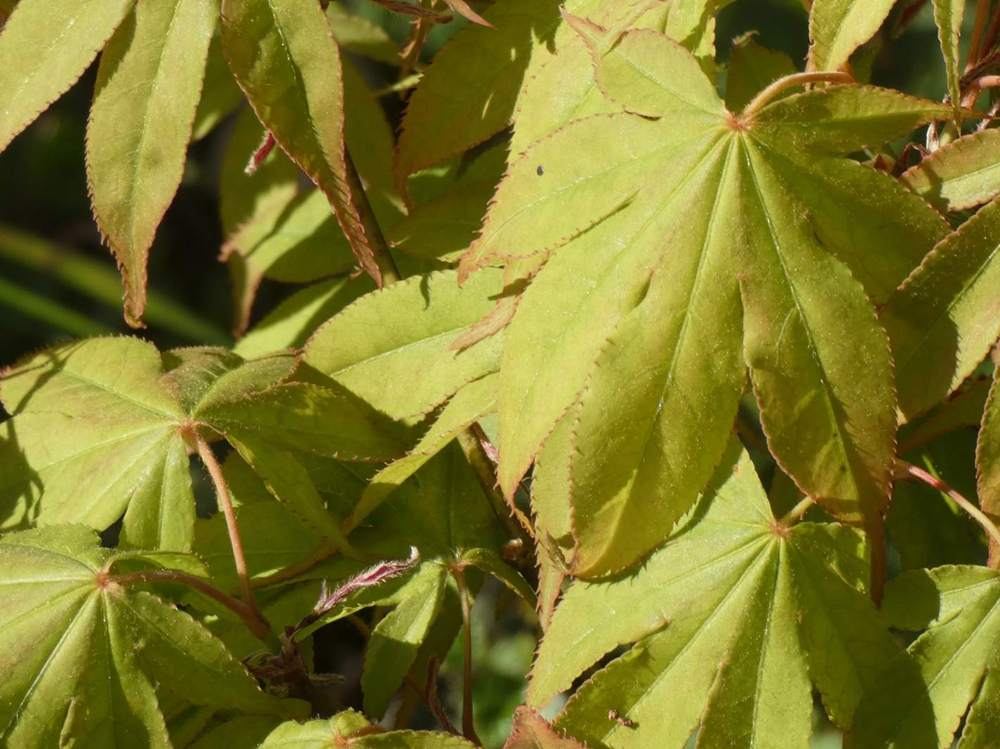 printemps de aceraceae acer palmatum ssp. amoenum cv. 'golden'