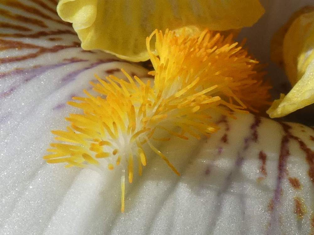 barbe de iridaceae iris barbu cv. 'goldkist'