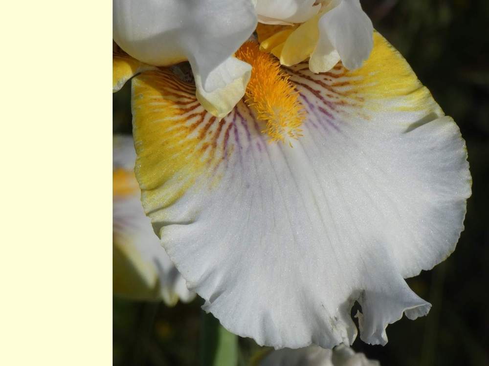 sépale de iridaceae iris barbu cv. 'goldkist'