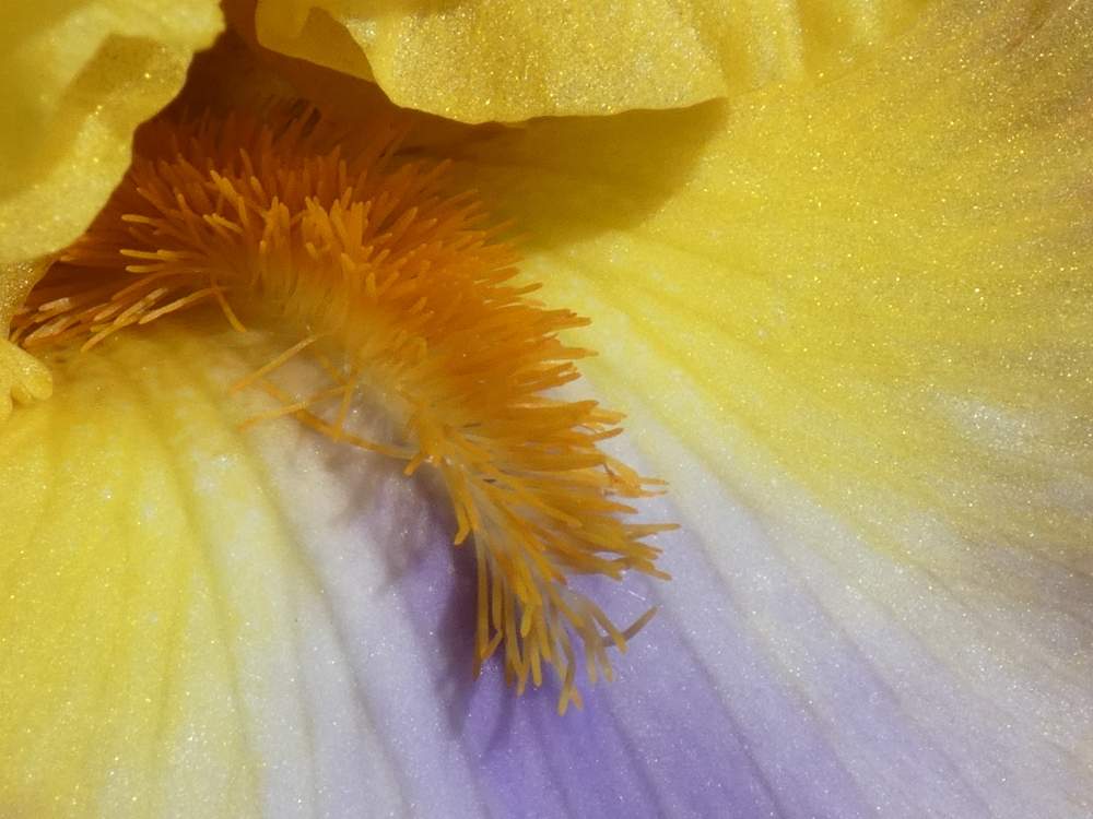barbe de iridaceae iris barbu cv. 'good morning sunshine'