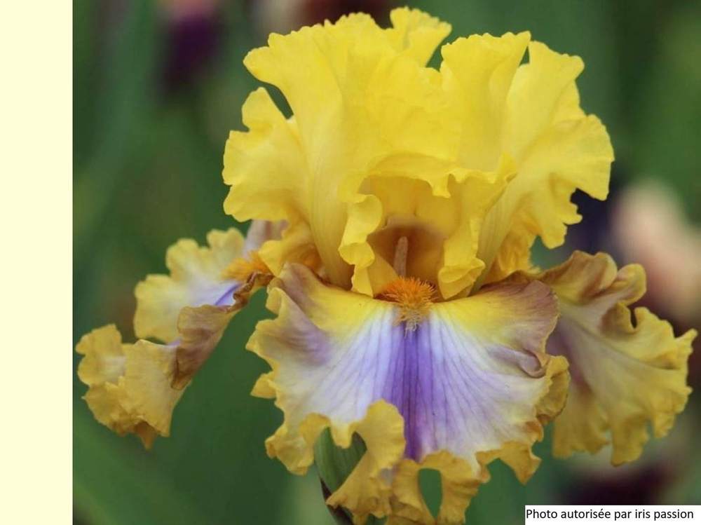 iridaceae iris barbu cv. 'good morning sunshine'