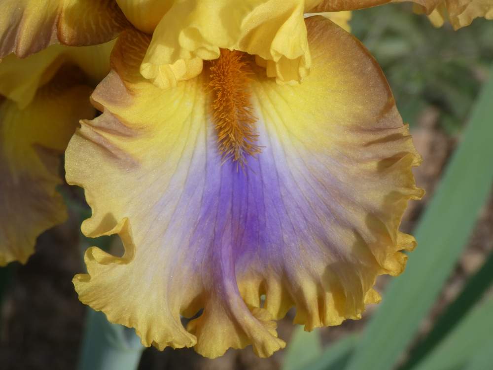 sépale de iridaceae iris barbu cv. 'good morning sunshine'
