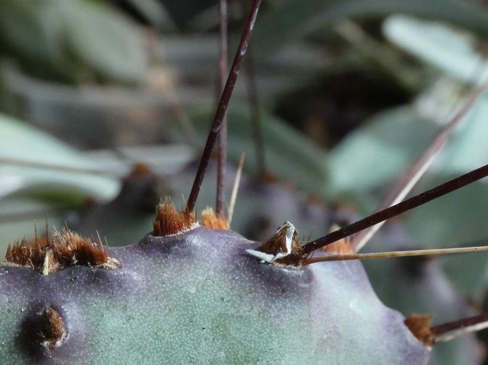 aréole-aiguillon de cactaceae opuntia gosseliniana