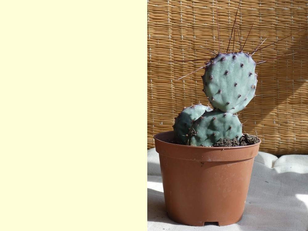 Cactaceae opuntia gosseliniana