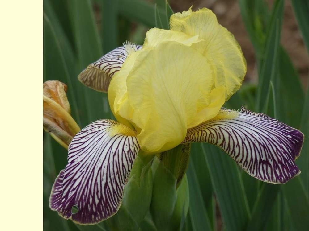iridaceae iris barbu cv. 'gracchus'