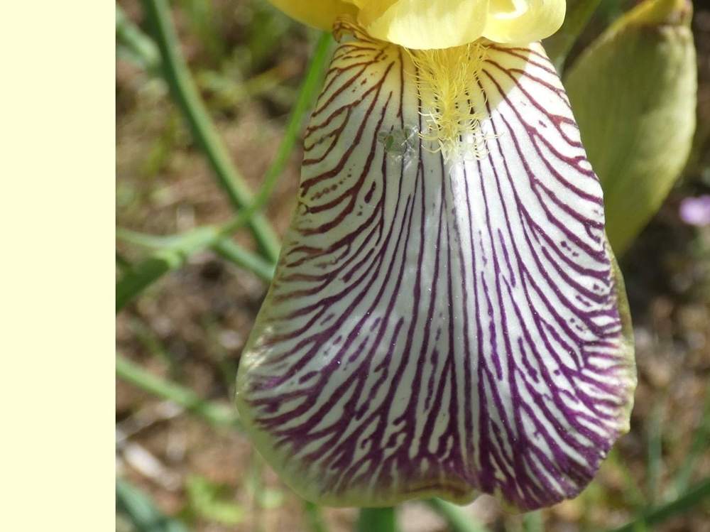sépale de iridaceae iris barbu cv. 'gracchus'