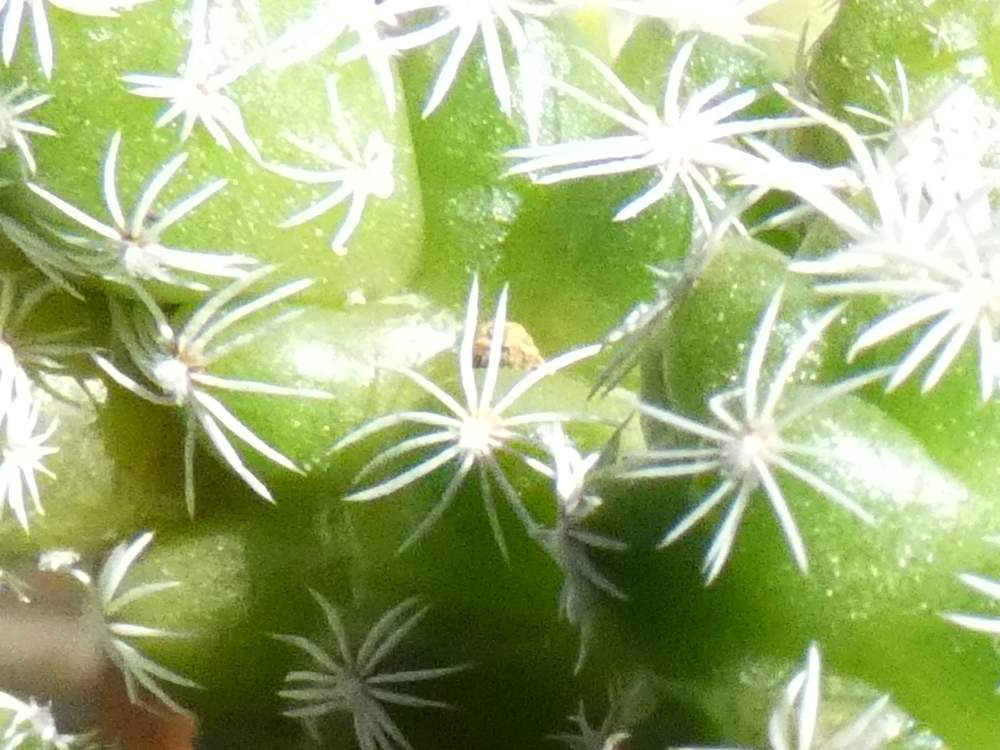 pointe de cactaceae mammillaria vetula var. gracilis