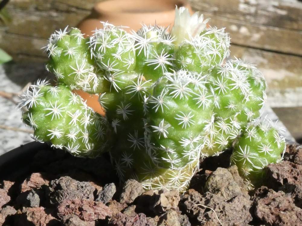Cactaceae Mammillaria vetula ssp. gracilis