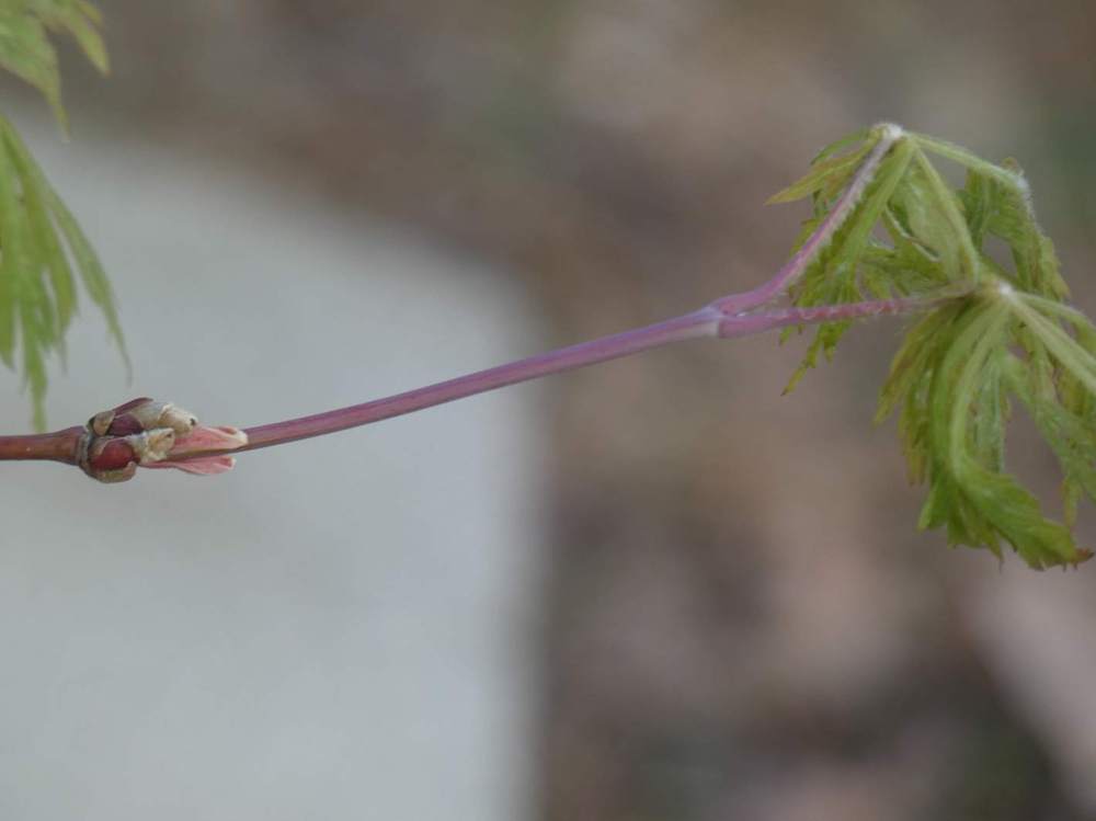 jeune bois de aceraceae acer japonicum cv. 'green cascade'  