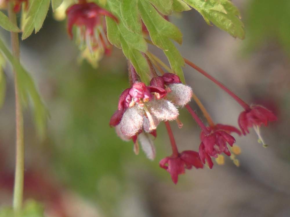 samare de aceraceae acer japonicum cv. 'green cascade'  
