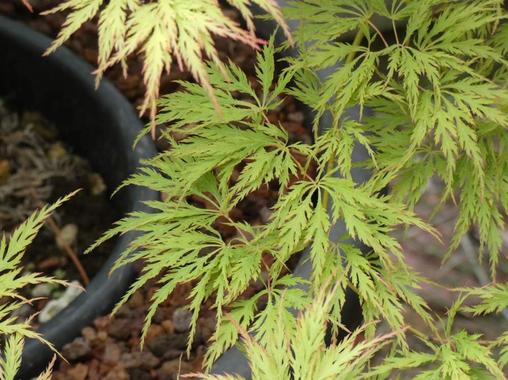 été de aceraceae acer palmatum ssp. matsumurae gr. dissectum cv. 'green globe'