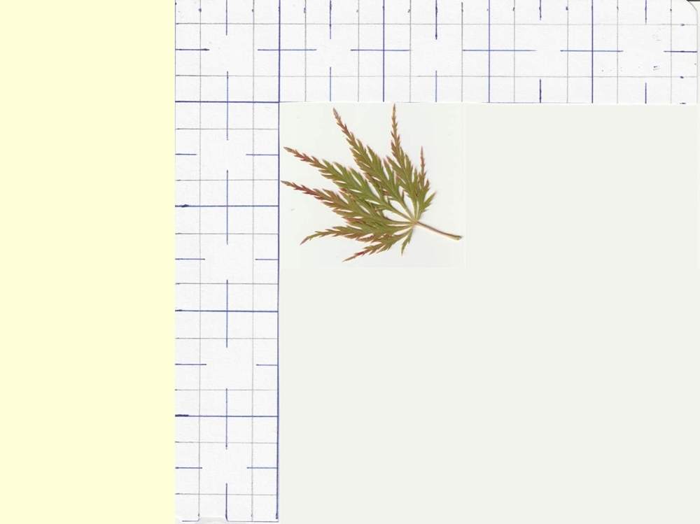 Aceraceae Acer palmatum ssp. matsumurae gr. dissectum cv. 'green globe'