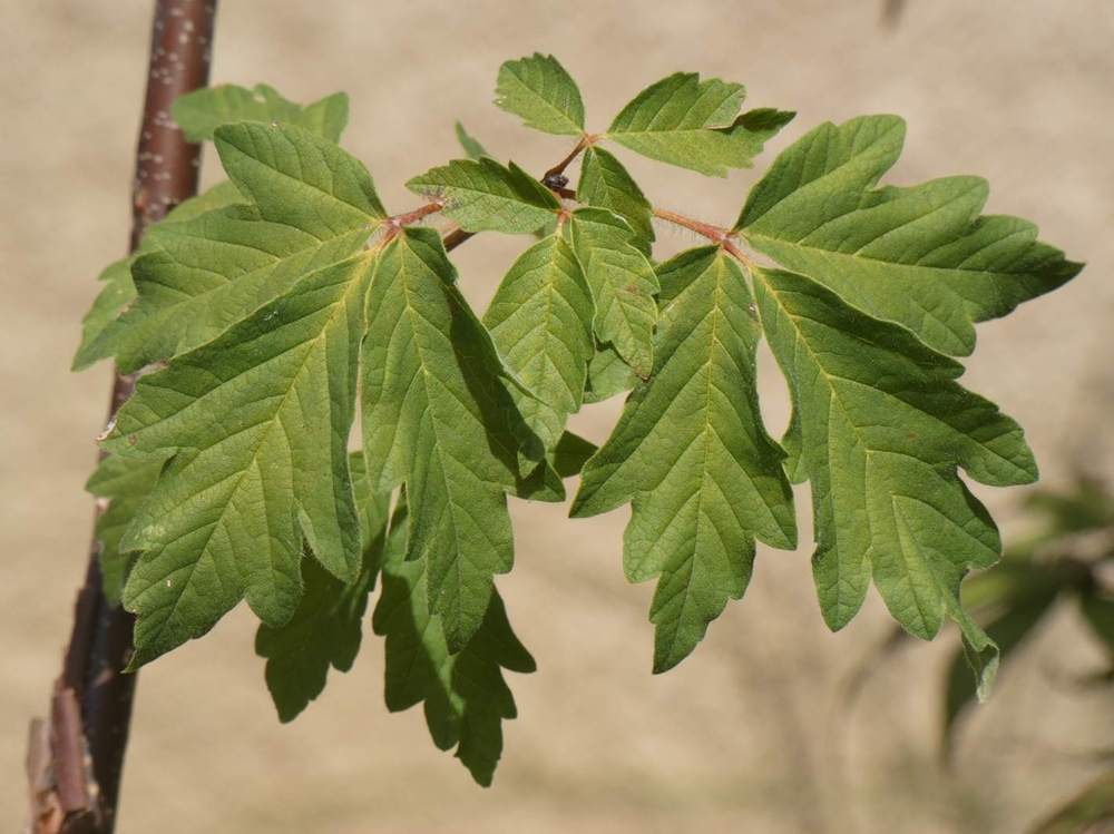 été de aceraceae acer griseum    