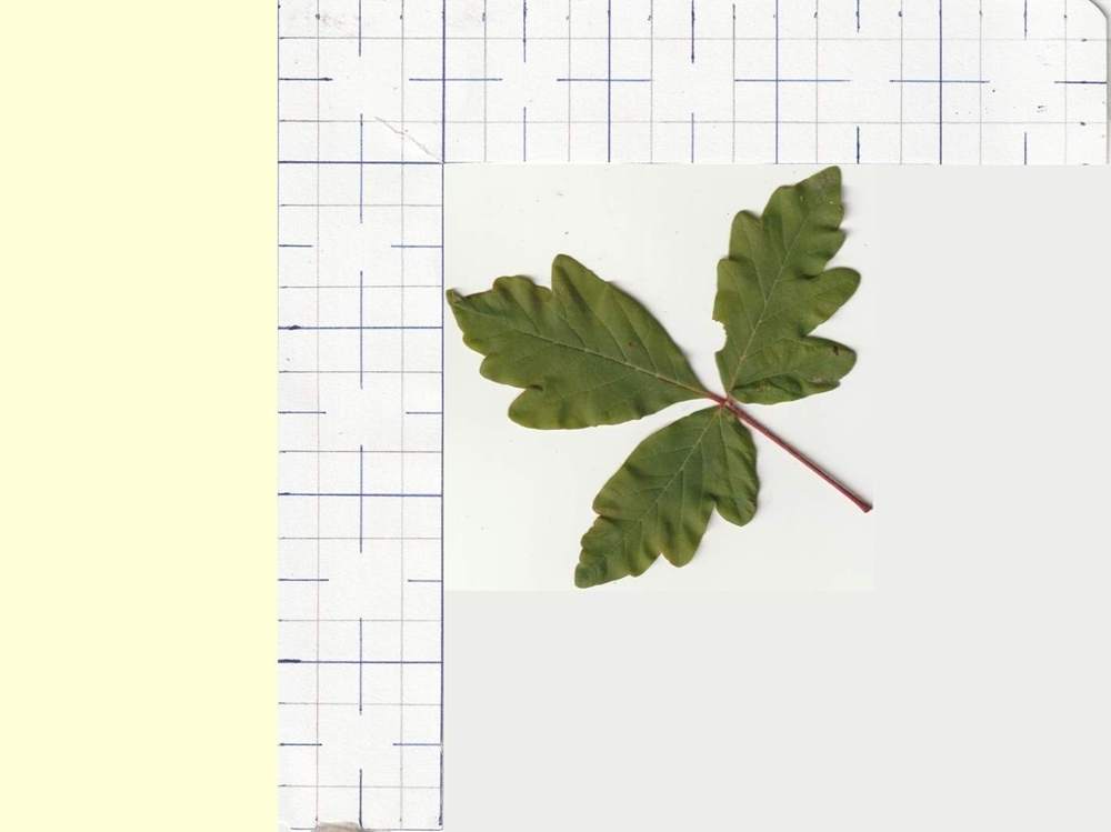 Aceraceae Acer griseum type