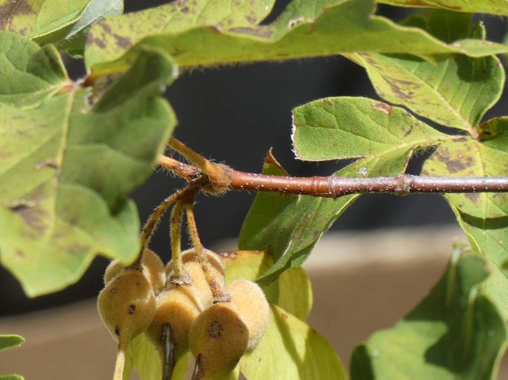 jeune bois de aceraceae acer griseum    