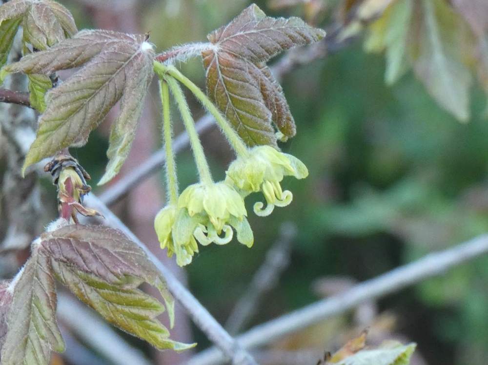 fleur de aceraceae acer griseum    