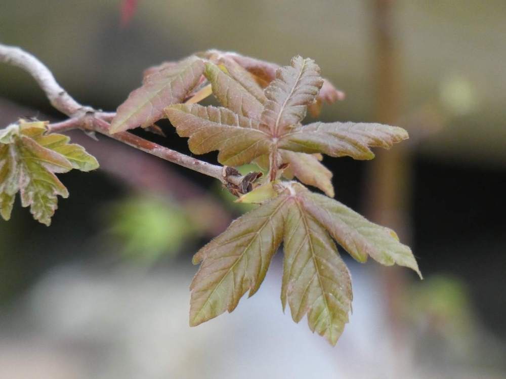 printemps de aceraceae acer griseum    
