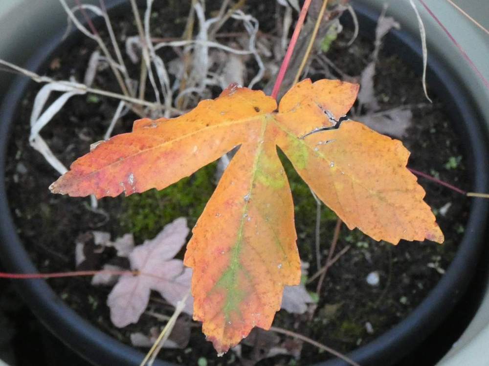 automne de aceraceae acer griseum X pseudoplatanus