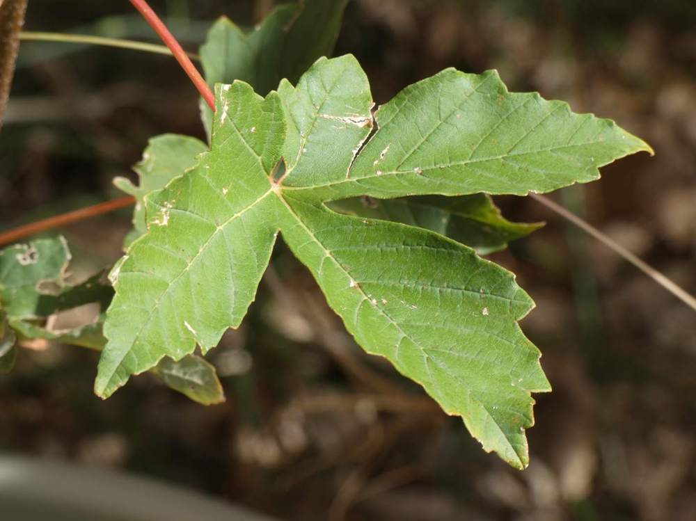 été de aceraceae acer griseum X pseudoplatanus