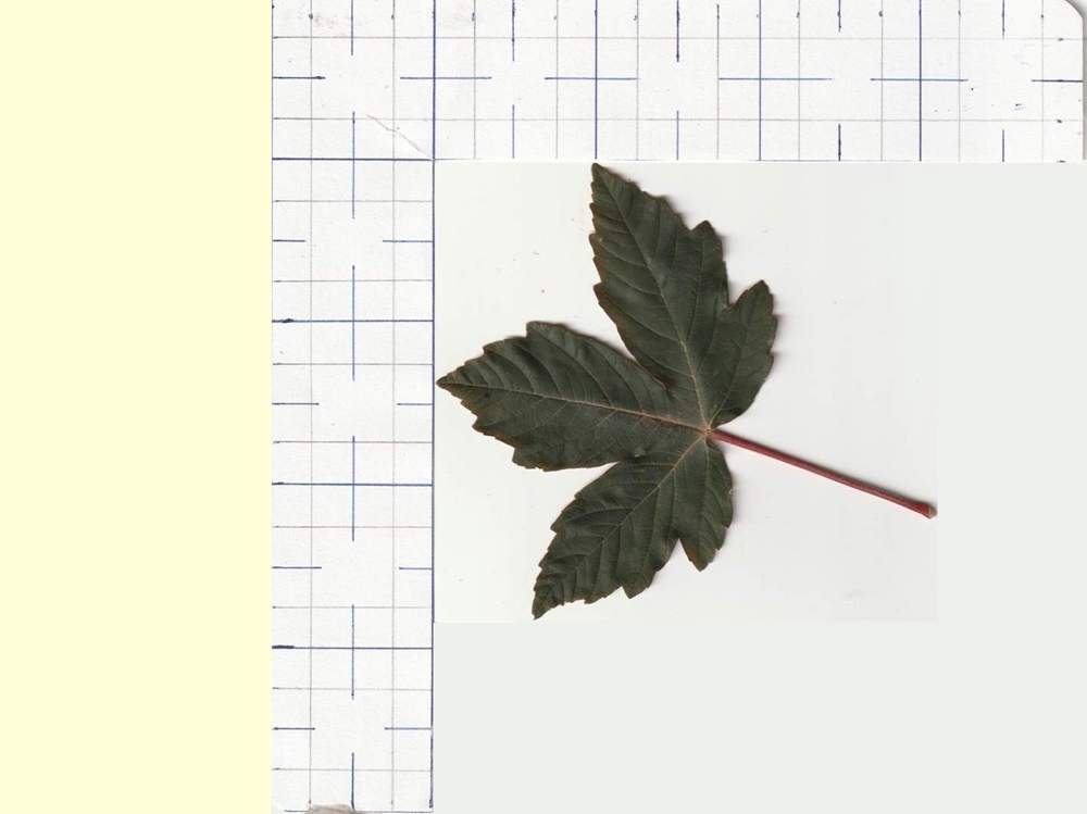 Aceraceae Acer griseum x pseudoplatanus