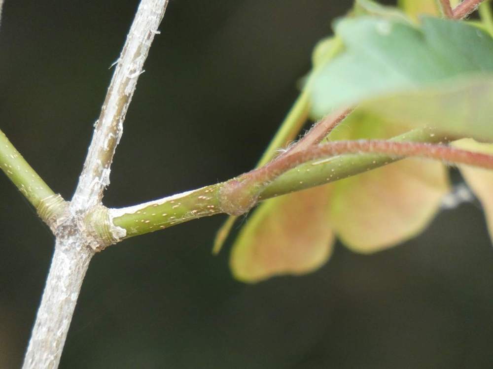 jeune bois de aceraceae acer griseum X pseudoplatanus