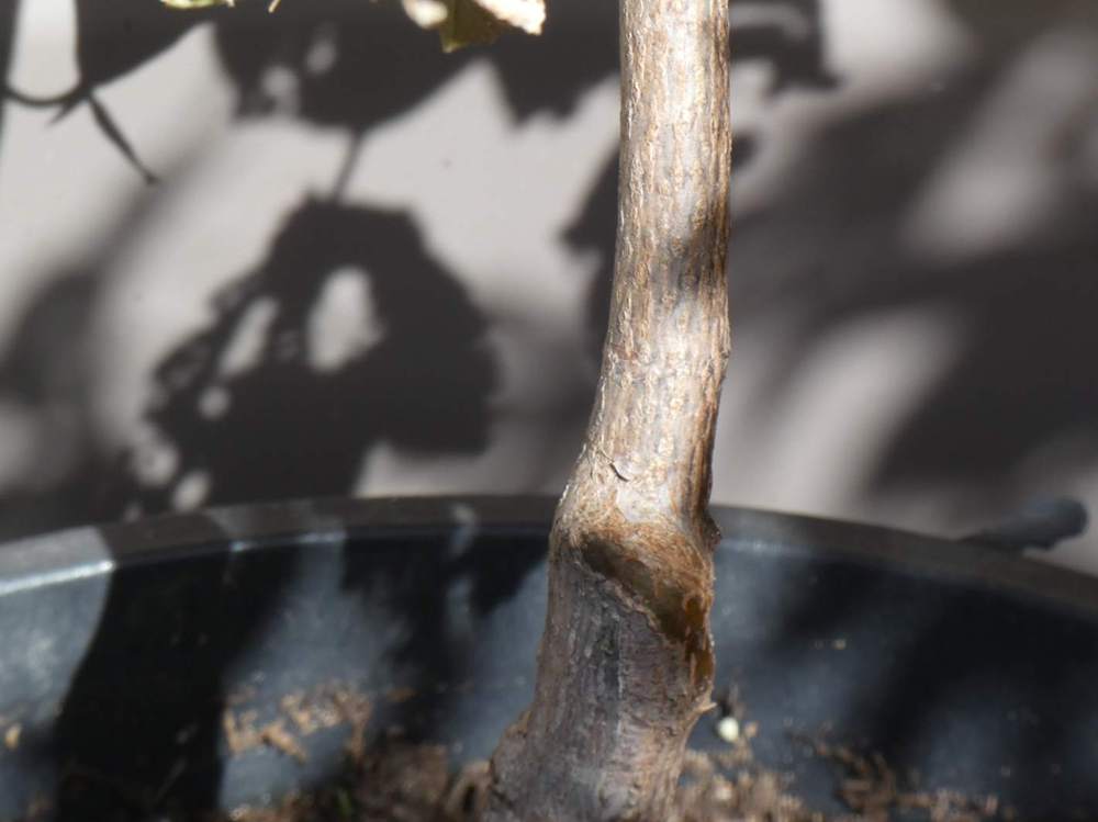 écorce de aceraceae acer griseum X pseudoplatanus