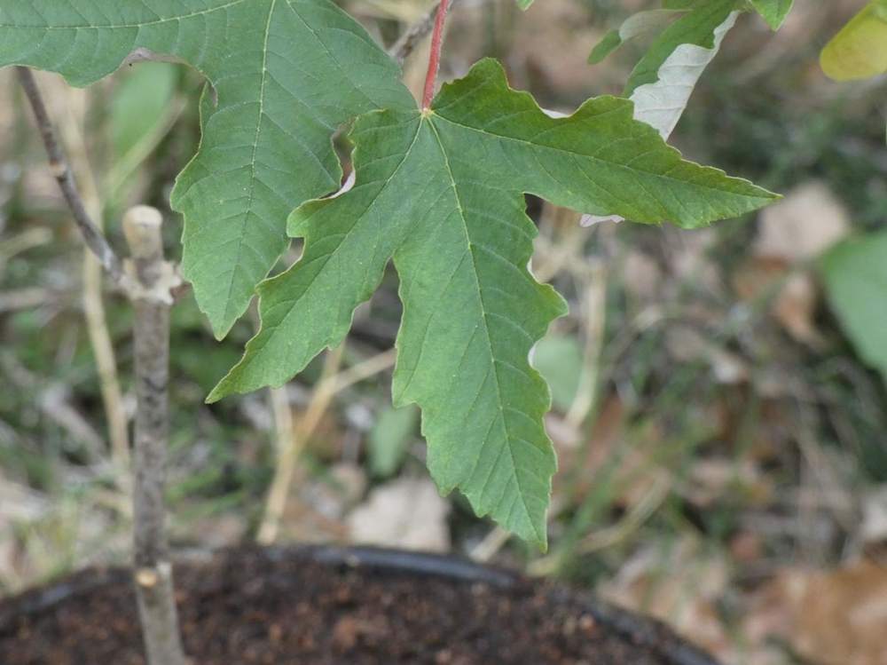 printemps de aceraceae acer griseum X pseudoplatanus