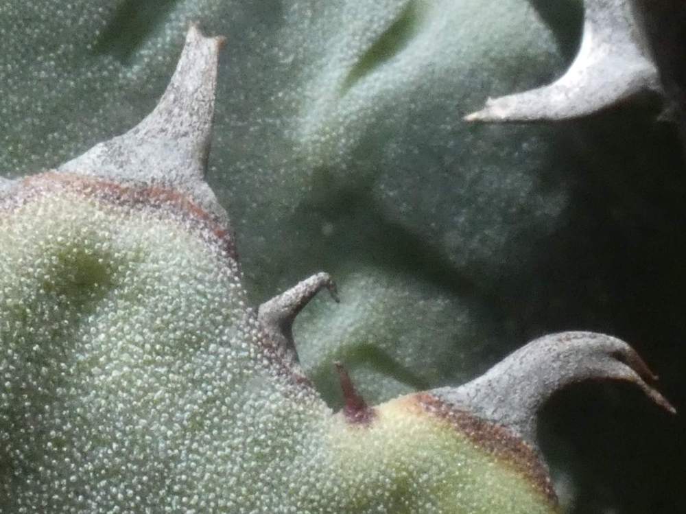 dent de agavaceae agave guadalajarana