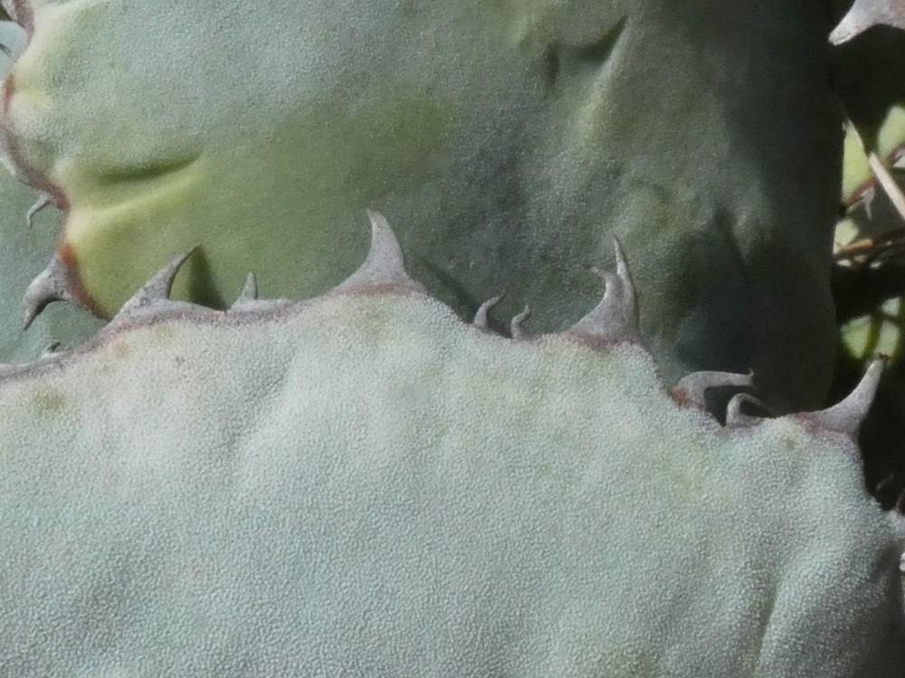 marge de agavaceae agave guadalajarana