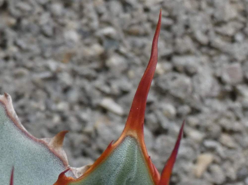 pointe de agavaceae agave guadalajarana