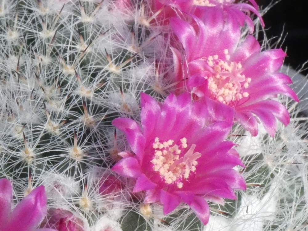 fleur de cactaceae mammillaria hahniana