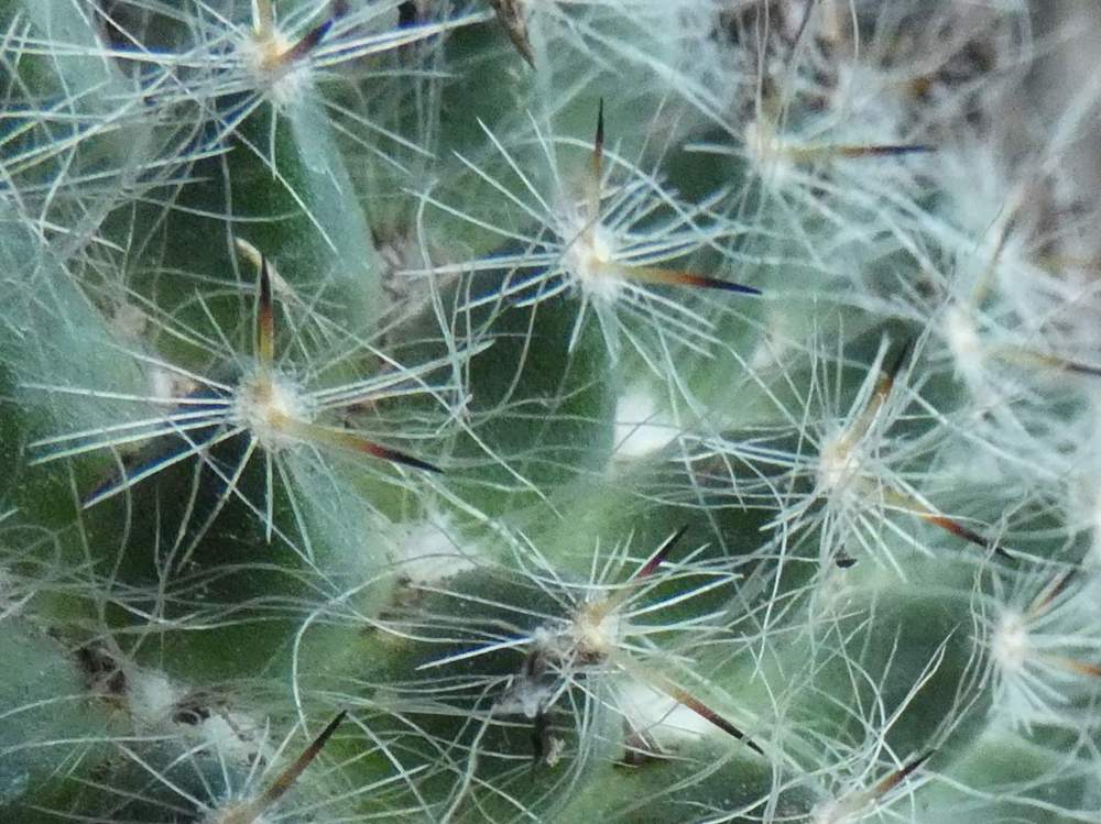 aréole-aiguillon de cactaceae mammillaria hahniana