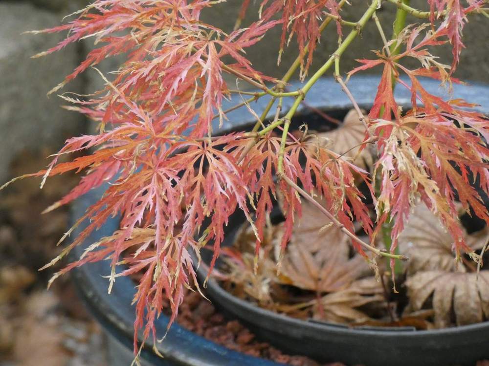 automne de aceraceae acer palmatum ssp. matsumurae gr. dissectum cv. 'hana matoi'