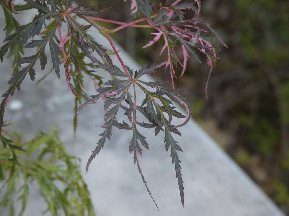 été de aceraceae acer palmatum ssp. matsumurae gr. dissectum cv. 'hana matoi'