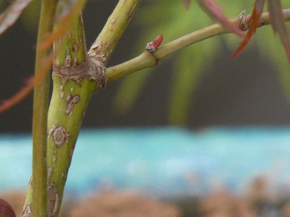 écorce de aceraceae acer palmatum ssp. matsumurae gr. dissectum cv. 'hana matoi'