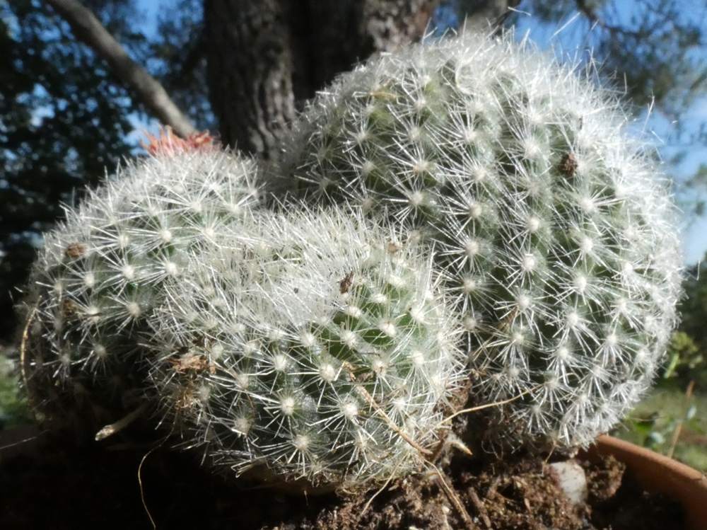 Cactaceae Acanthocephala haselbergii