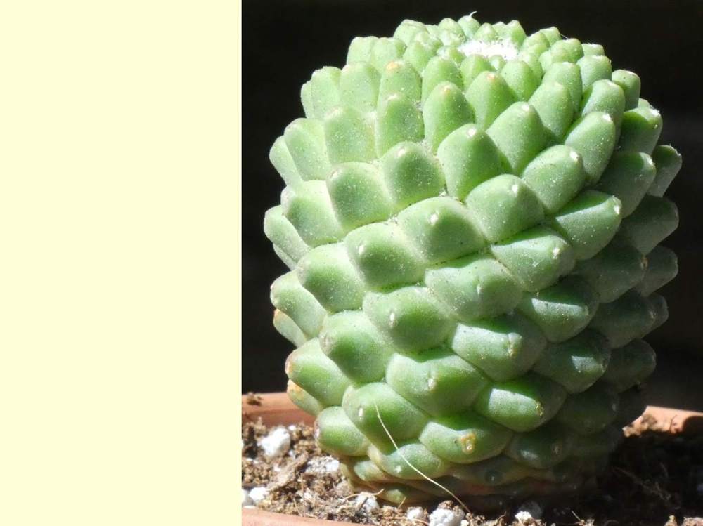 visuel de cacataceae mammillaria magnimamma cv. 'helen'