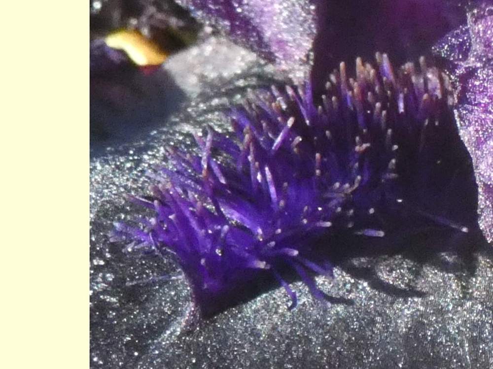 barbe de iridaceae iris barbu cv. 'helen proctor'