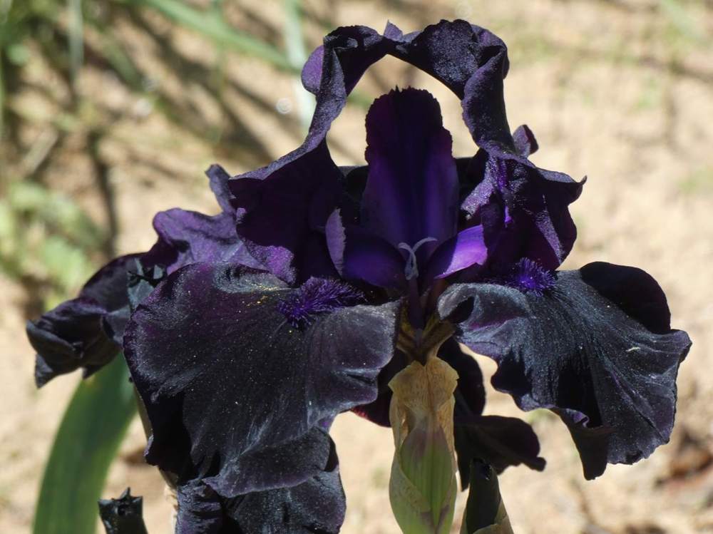 iridaceae iris barbu cv. 'helen proctor'