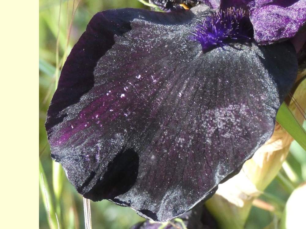 sépale de iridaceae iris barbu cv. 'helen proctor'