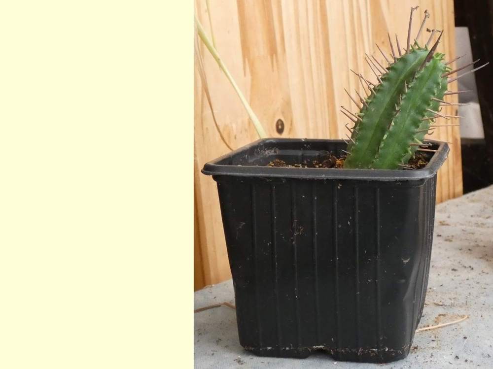 euphorbiaceae euphorbia heptagona