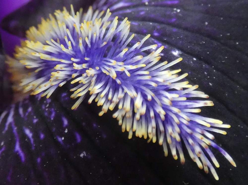 barbe de iridaceae iris barbu cv. 'here comes the night'