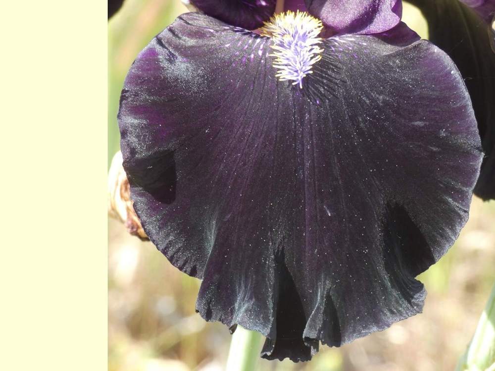 sépale de iridaceae iris barbu cv. 'here comes the night'