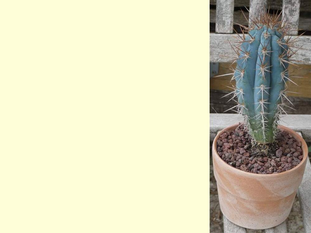 Cactaceae Azureocereus hertlingianus