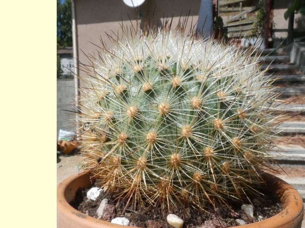 Cactaceae matucana haynei ssp. herzogiana