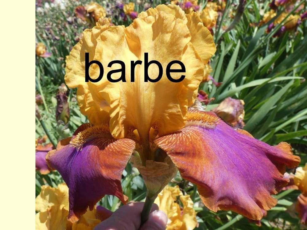 barbe de iridaceae iris barbu cv. 'hi calypso'